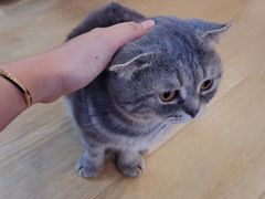 -猫咪派对(江南西店)
