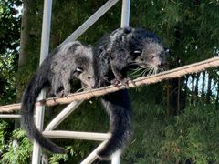 -清迈夜间动物园