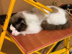 -猫在这儿猫咪咖啡馆·撸猫馆