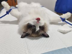 -灵美宠物诊所