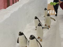 -广州热雪奇迹