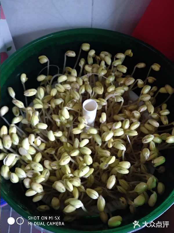 家里的黄豆芽又种出来了清炒黄豆芽上线