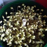 家里的黄豆芽又种出来了清炒黄豆芽上线