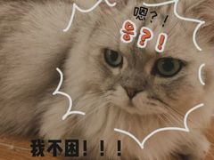 -猫友咖啡店(玉林西路店)