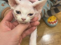 -瑞派宠物医院·犬猫全科·猫友好(宾水西道店)