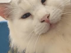 -平行世界·猫咖(首经贸店)