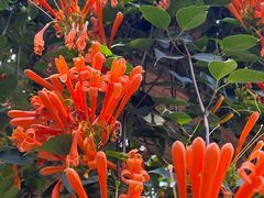 -火炉山森林公园