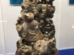 -贝壳王国博物馆