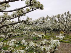-树山生态村