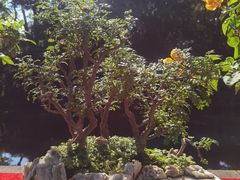 -秋霞圃