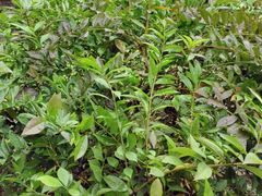 -故乡缘·香格里拉山庄(冷竹路店)