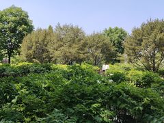 -莲花池公园
