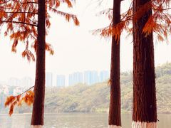 -重庆彩云湖湿地公园