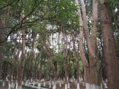 -九科绿洲