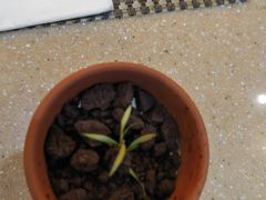 -亮马河饭店翠雅咖啡厅