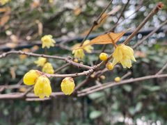 -证大大拇指广场(芳甸路店)