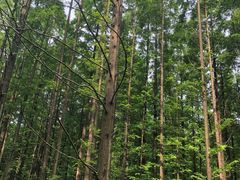 -黄海国家森林公园