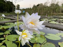-中国科学院华南植物园