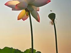 -清真·古丽花儿·新疆美食(滨江道店)