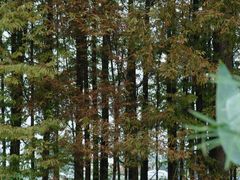 -桤木河湿地公园