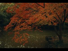 -秋霞圃