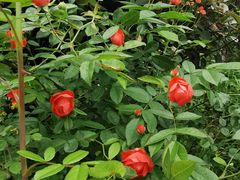 -铁山坪森林公园