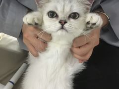 -lincat·猫舍(广州店)