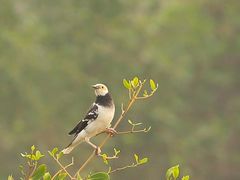 -华侨城湿地公园