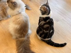 -有喵·猫咖·狗咖·30几只猫10只小狗(岗厦店)