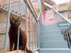 -喵屿·大理花园猫咖