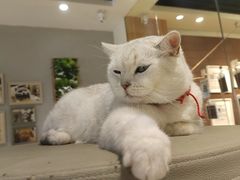 -藏猫猫咖啡主题馆(中央大道店)