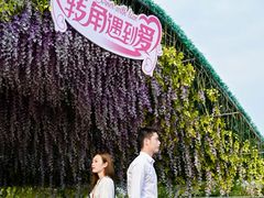 -荷兰花海