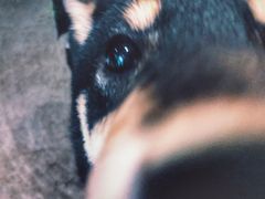 -百好乐宠物友好餐厅(朝外大街店)