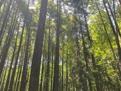 -武陵山森林公园