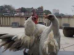 -磁器口古镇