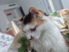 -纳吉亚猫专科动物医院·北北分院