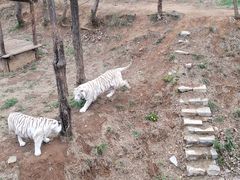 -石家庄市动物园