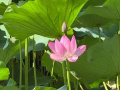 -莲池书院博物馆