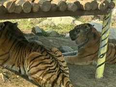 -西安秦岭野生动物园