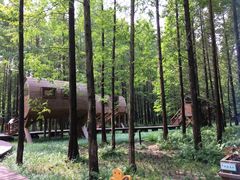 -黄海国家森林公园