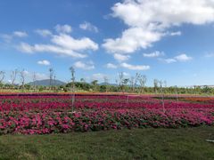 -芒洲湿地公园