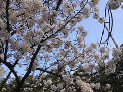 -武汉大学-樱园