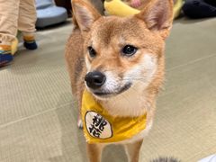 -逗柴咖啡屋·狗咖猫咖宠物桌游