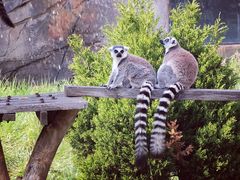 -大连森林动物园