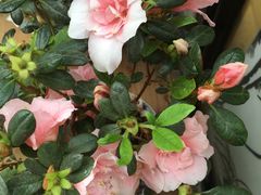 -龙大花卉苗木市场