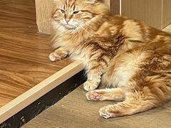 -MOCHA明星猫咖(田子坊店)