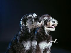 -超宠爱宠物摄影-Super pet