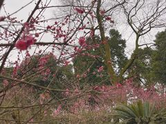 -南山植物园