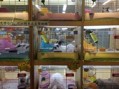 -宠物兔专门店(天丰利市场店)