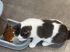 -飞行喵MR PILOT|猫舍·猫咖(静安大融城店)